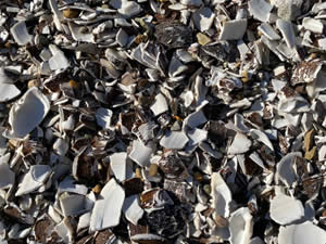 Cape Cod Crushed Shells