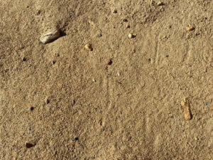 Cape Cod Screened Sand